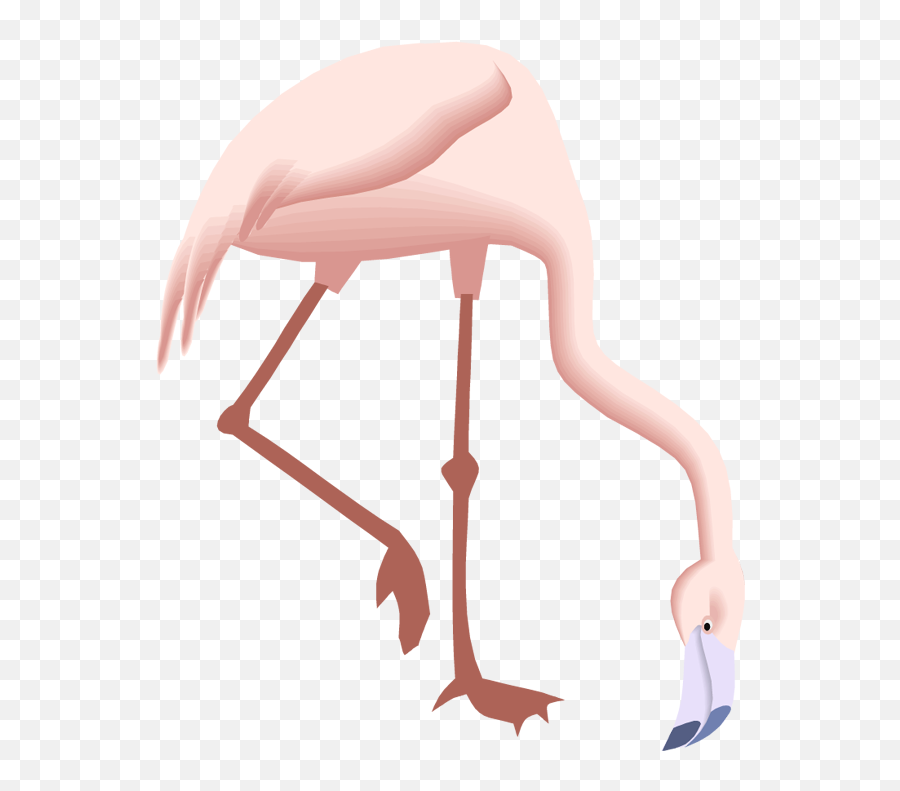 Free Flamingo Clipart - Drawings Of Flamingos Looking Down Png,Flamingo Clipart Png