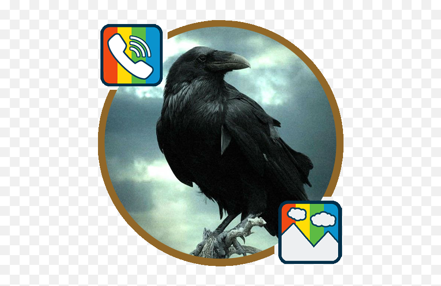 Raven - Ringtones And Wallpapers U2013 Apps On Google Play Crow Wallpaper Hd Png,Raven Transparent Background