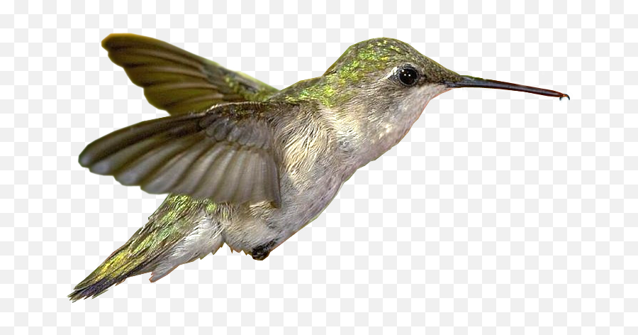 Hummingbird Png Clipart - Hummingbird,Hummingbird Png