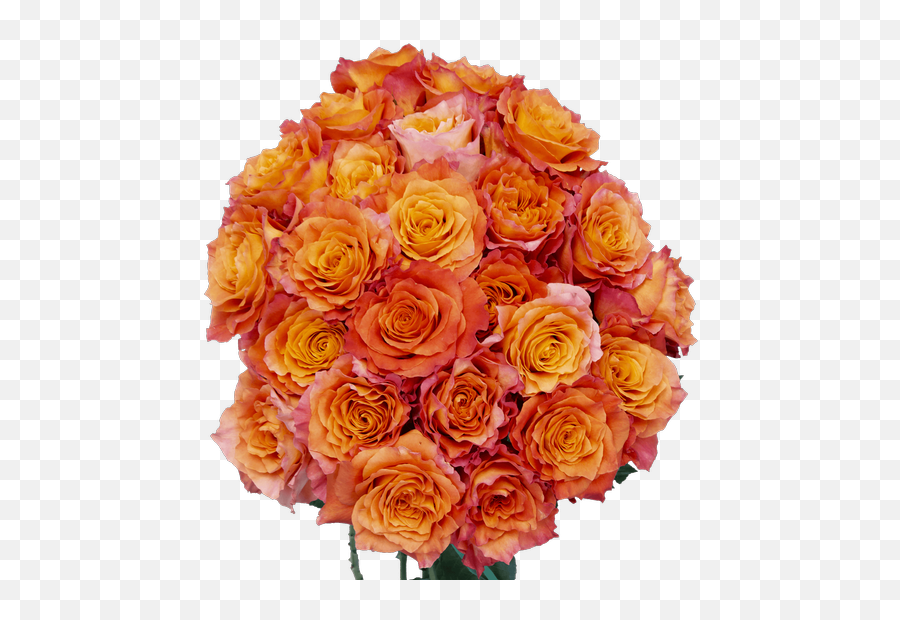 Free Spirit Orange Rose 40cm Royeru0027s Flowers And Gifts Png Flower