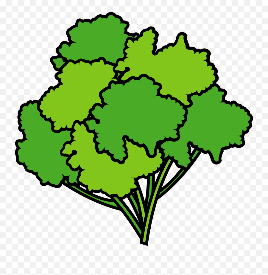 Parsley Clipart Free Download Transparent Png Creazilla - Fresh,Parsley Png