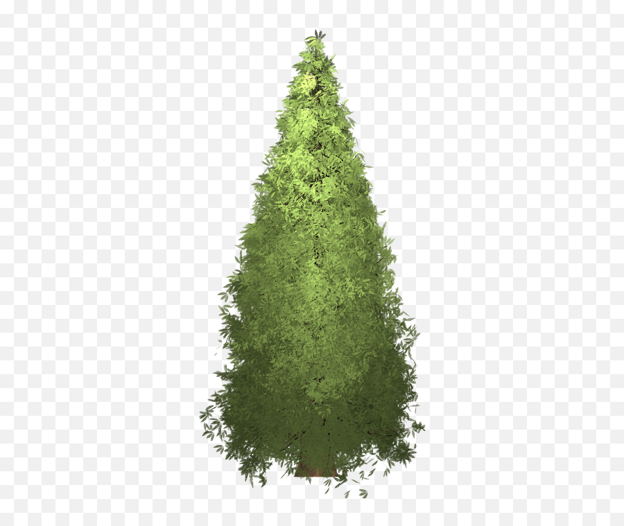 Redwood Tree Painted - Boreal Conifer Png,Redwood Tree Png