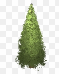 Redwood Tree Painted - Boreal Conifer Png,Redwood Tree Png