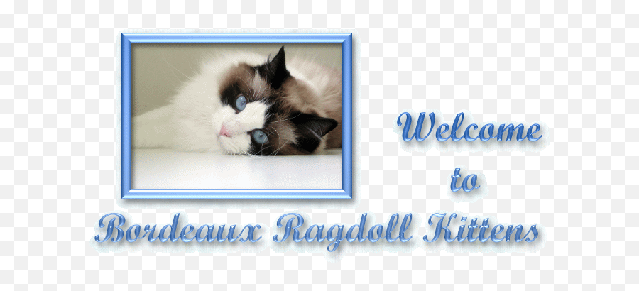 Bordeaux Ragdoll Kittens - Photo Caption Png,Ragdoll Logos