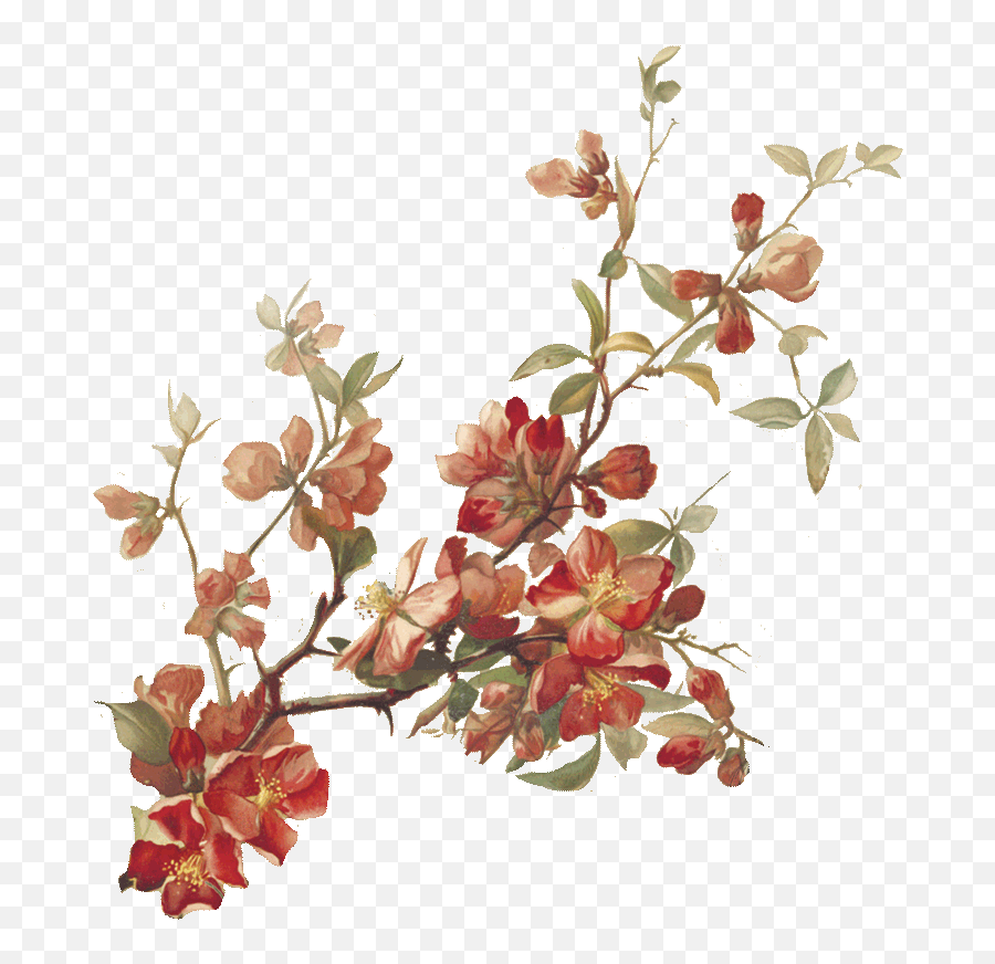 Cherry - Blossoms North Coast Brewing Co North Coast Cranberry Quince Berliner Weisse Png,Cherry Blossom Branch Png