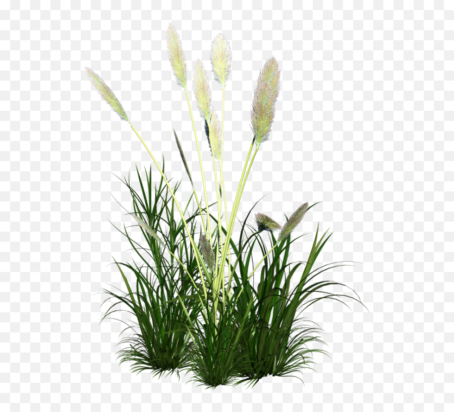 Ornament Grass Reed Icon Free Frame U2013 Png Images Vector - Tall Grass,Grass Icon