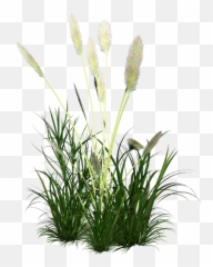 Ornament Grass Reed Icon Free Frame U2013 Png Images Vector - Tall