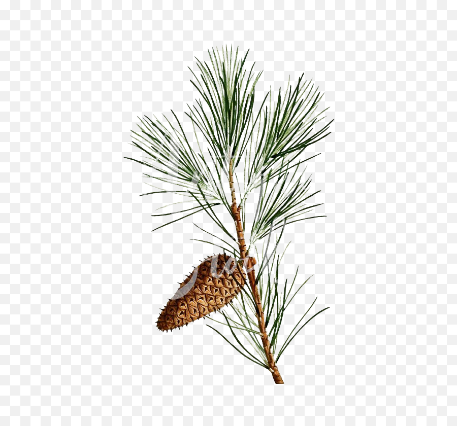 Pine Branch Png Background Image Mart - Pine Branch Clipart,Pine Branch Png