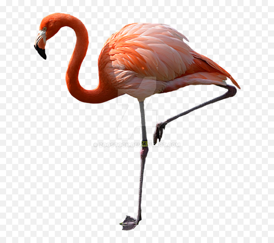 Watch Pink Flamingos - Real Flamingo Png,Flamingo Icon