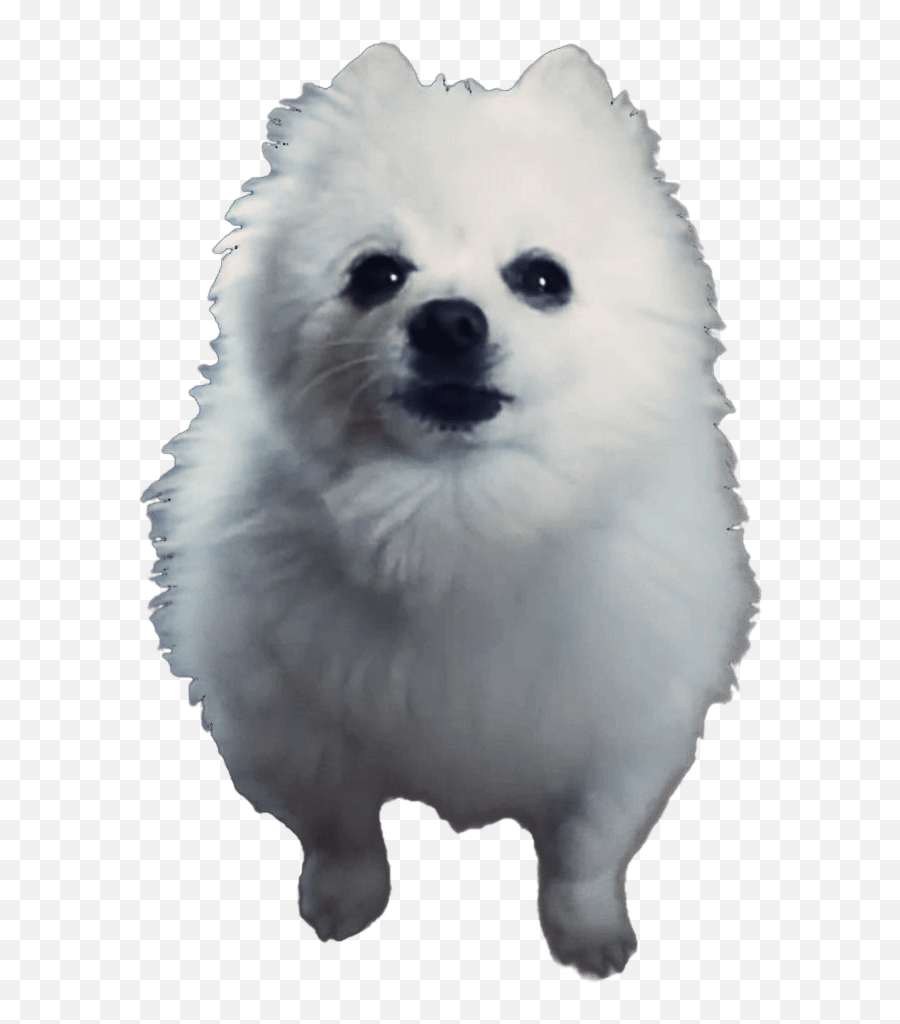 Gabe The Dog Transparent Png - Stickpng Gabe The Dog Png,Dog Png Transparent