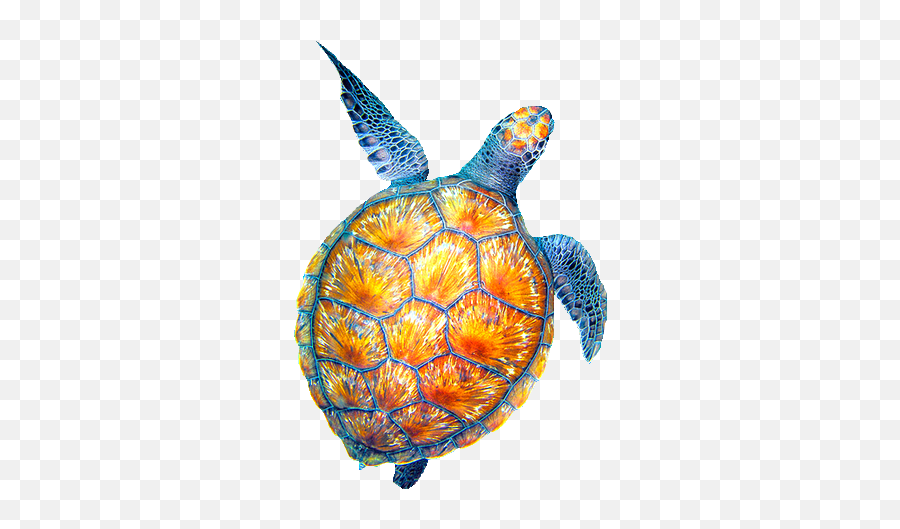 Sea Turtle Drawing Tumblr - Sea Turtles With Transparent Background Png,Cute Turtle Png