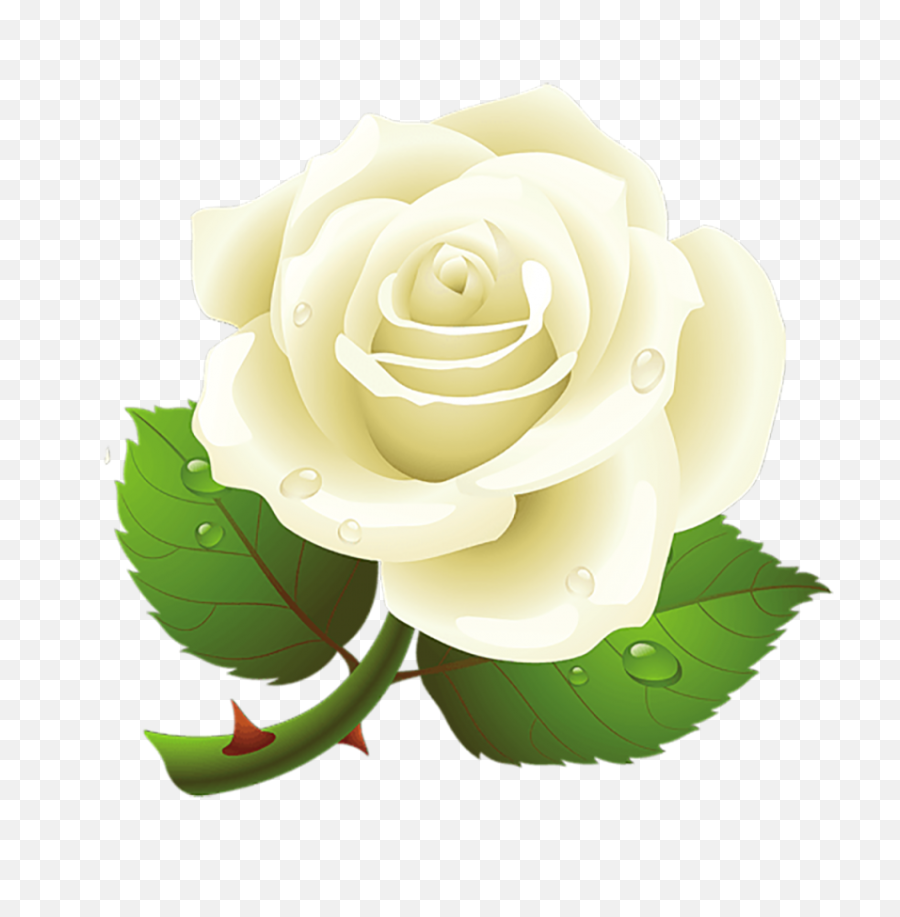 Rose Png Images - White Rose Vector Png,Red Rose Png