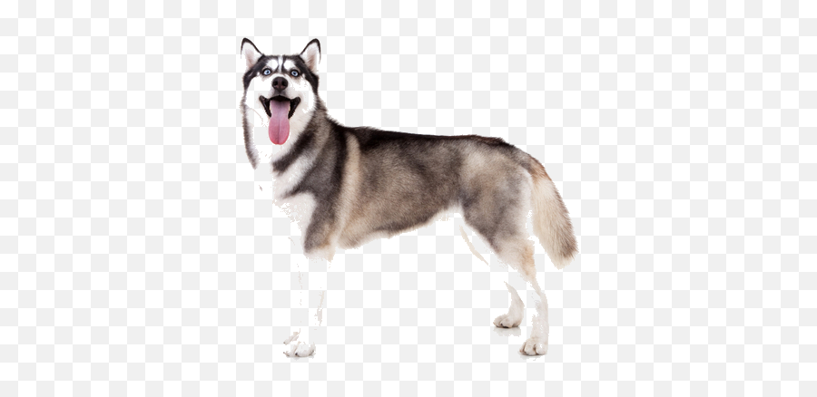 Husky Traditional Transparent Png - Siberian Husky,Husky Png