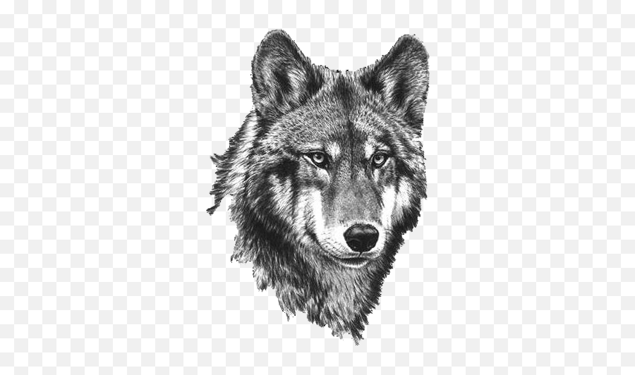 Wolf Png Image Download