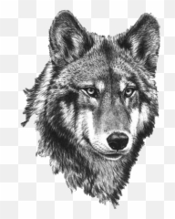 Wolf Png Image Download