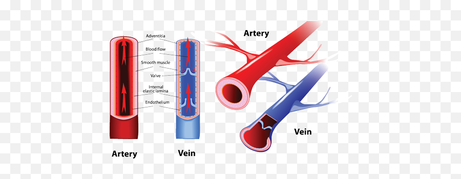 Muscle Veins Transparent Png Clipart - Artery And Vein Difference,Vein Png