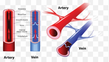 Muscle Veins Transparent Png Clipart - Artery And Vein Difference,Vein Png