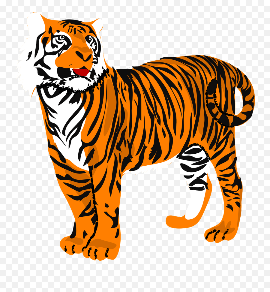 Drawing Tigers Angry Transparent Png - Transparent Clipart Tiger,Tigers Png