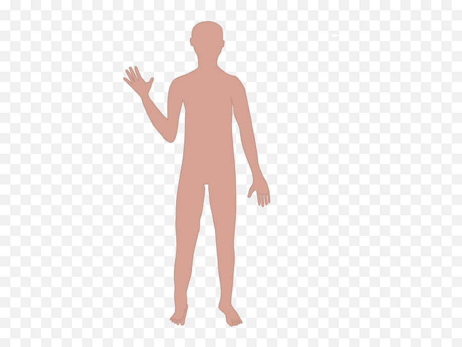 Human Body Cartoon Drawing Homo Sapiens Clip Art - Body Free Clipart Body Png,Body Png