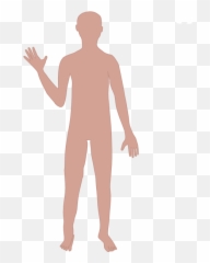 Human Body Cartoon Drawing Homo Sapiens Clip - Body Free Clipart png