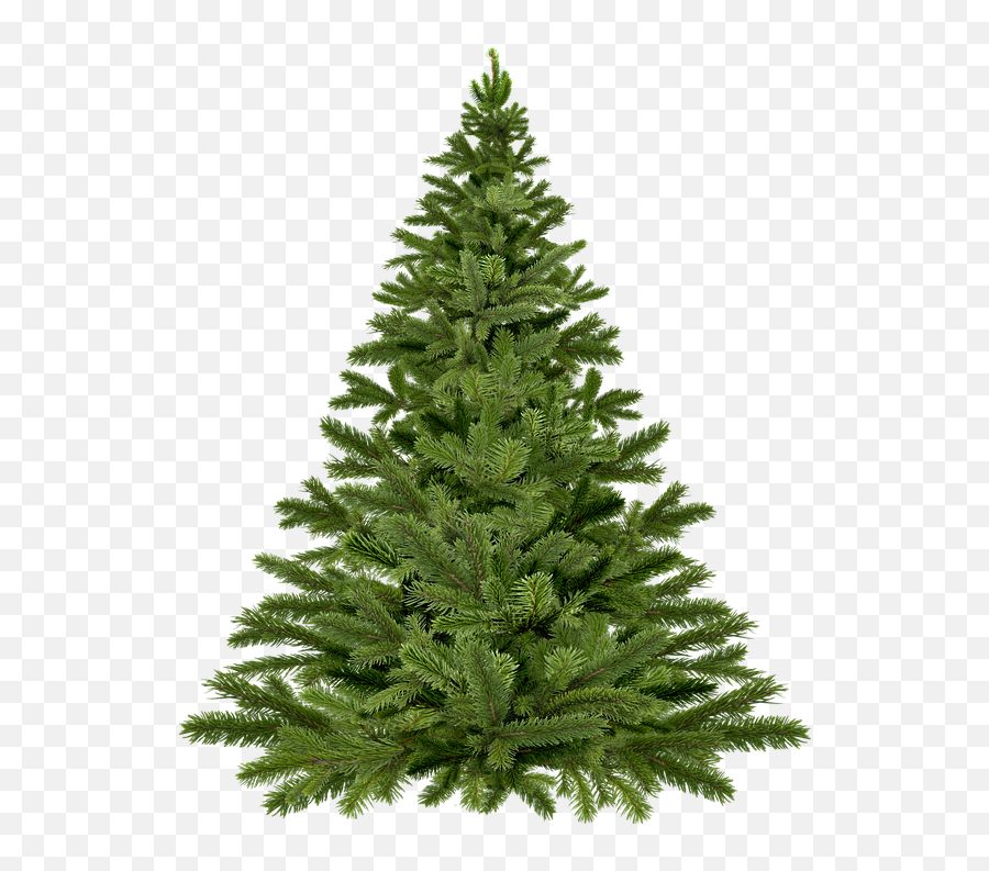 Christmas Tree Pick Up U2013 Borough Of Fanwood - Transparent Undecorated Christmas Tree Png,Christmas Tree Clipart Transparent