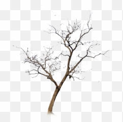 Silhouette Tree No Leaves Png