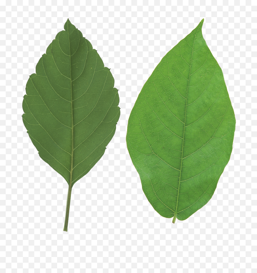 Green Leaves Png Image - Leaf Png,Foliage Png