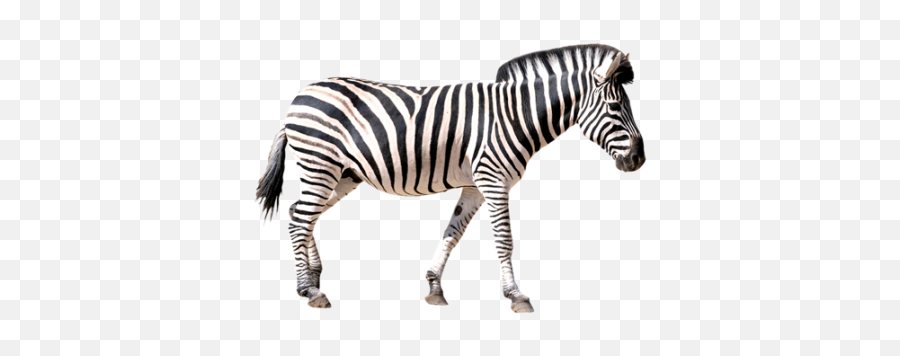 Zebra Best Png - Zebra Png,Zebra Transparent Background