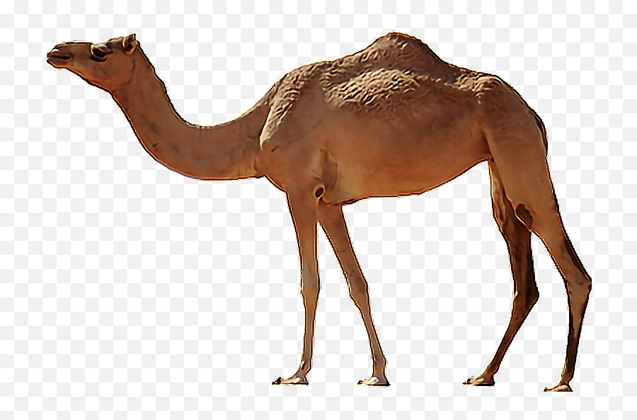Camel Transparent - Camel Definition Png,Camel Transparent