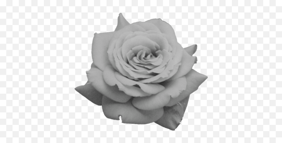 Black And White Rose - Black Roses Tumblr Transparent Red Rose Png,Flower Png Tumblr