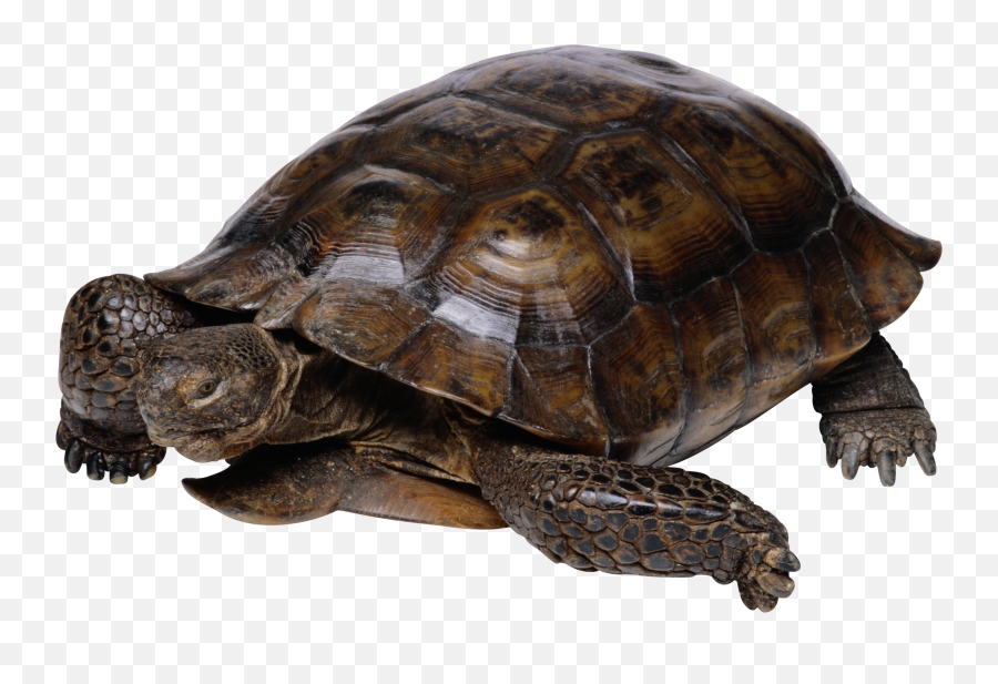 Turtle Png Hd Pics 11 - Png 7524 Free Png Images Starpng Turtle Png,Turtle Png