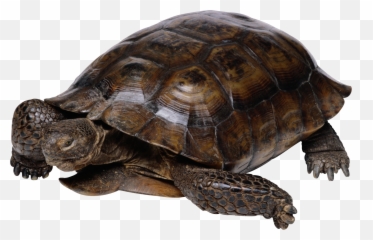 Turtle Png Hd Pics 11 - Png 7524 Free Png Images Starpng Turtle Png,Turtle Png