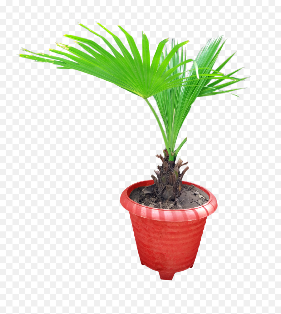 Coconut Plant With Pot - Free Photo Graphics Pic Houseplant Png,Pot Png