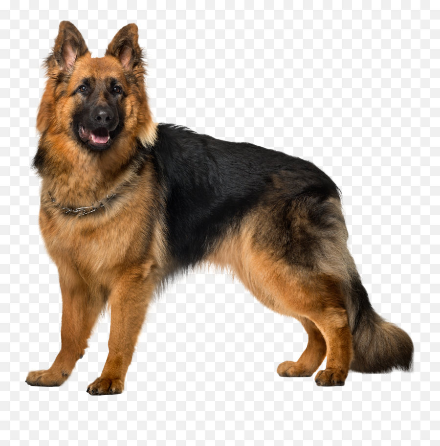 German Shepherd Png Images Free Download