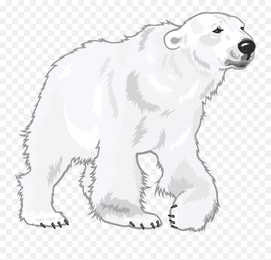 White - Polar Bear Drawing Png,Polar Bear Transparent Background