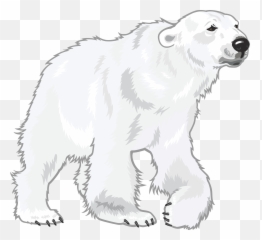White - Polar Bear Drawing Png