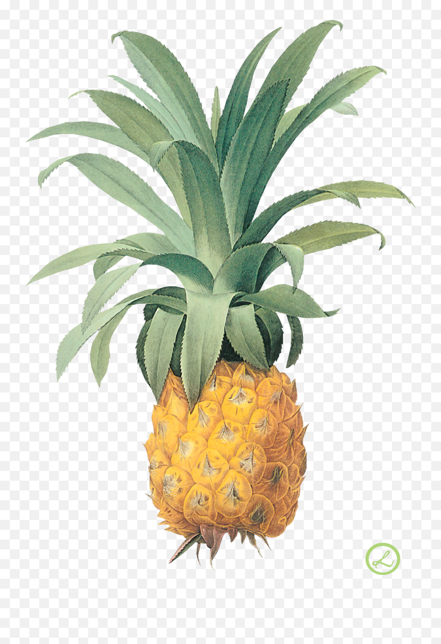 Pineapple Png Image Free Download - Vintage Pineapple Botanical,Pineapple Png