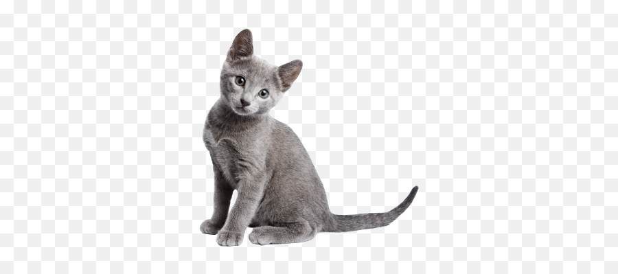 Adopt Dubuque Regional Humane Society - Gray Foods For Cat Names Png,Cat Transparent