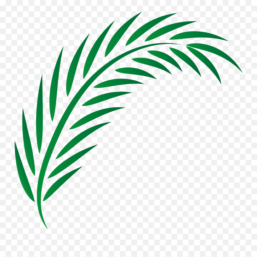 Drawing Leaves Transprent - Vector Palm Leaf Png,Palm Tree Leaves Png