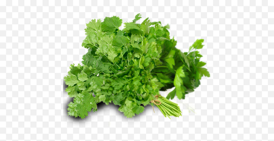 Download Hd Does Parsley Look Like Transparent Png Image - Cilantro,Parsley Png