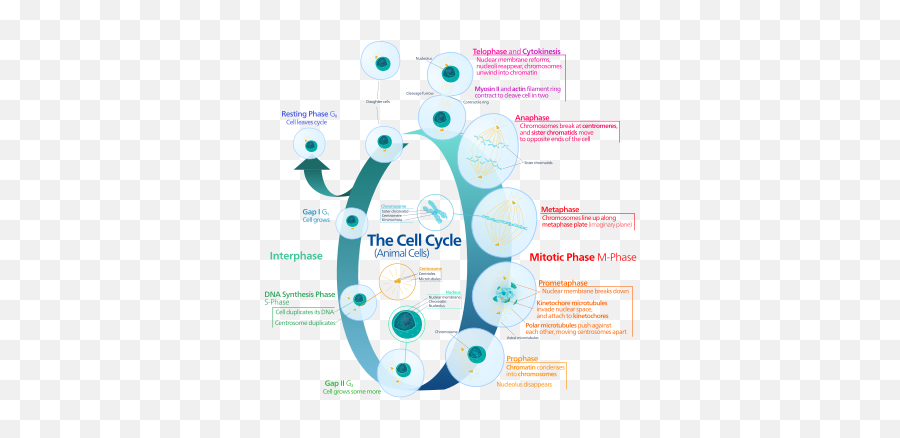 Cell Biology - Happens In The Interphase Of The Cell Cycle Png,Biologist Icon