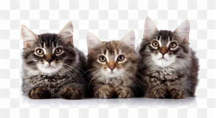 Kitten Png Transparent Image - Kittens