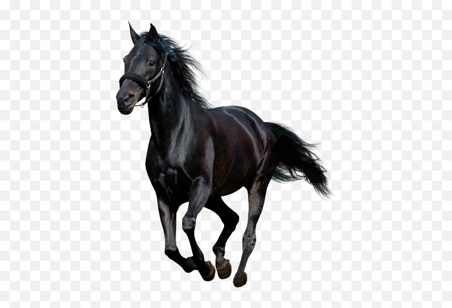 Pin Horse Clipart Transparent - Black Horse Running Png,Horse Running Png
