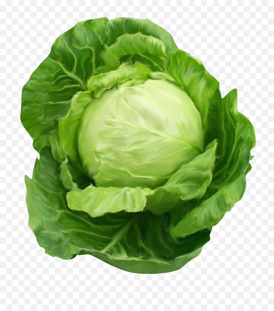 Cabbage Png Images Background - Cabbage Png,Cabbage Png