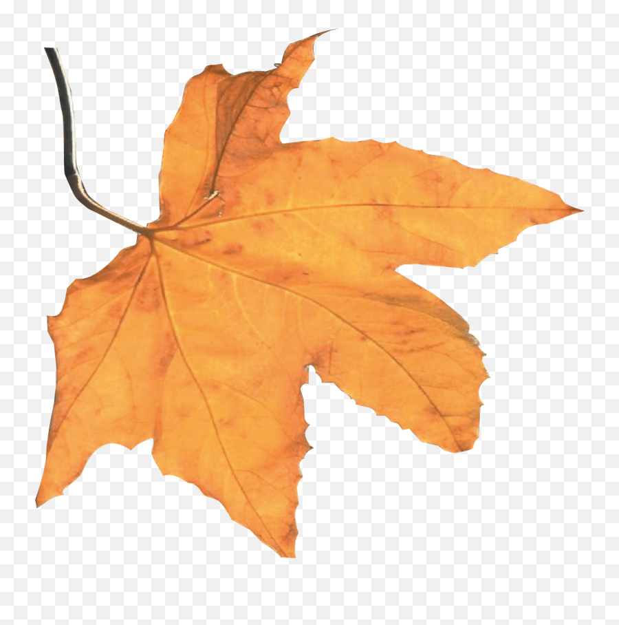 Download Hd Best Autumn Harvest Leaf - Harvest Autumn Portable Network Graphics Png,Harvest Png
