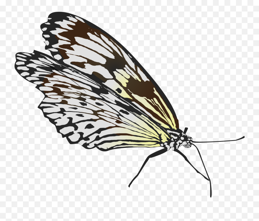 Butterfly Outline Vector Clipart Transparent Png - 110k,Butterfly Vector Png