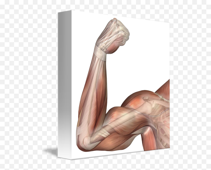 Muscle Arms Png - Biceps Muscle Arm Flex,Muscle Arm Png