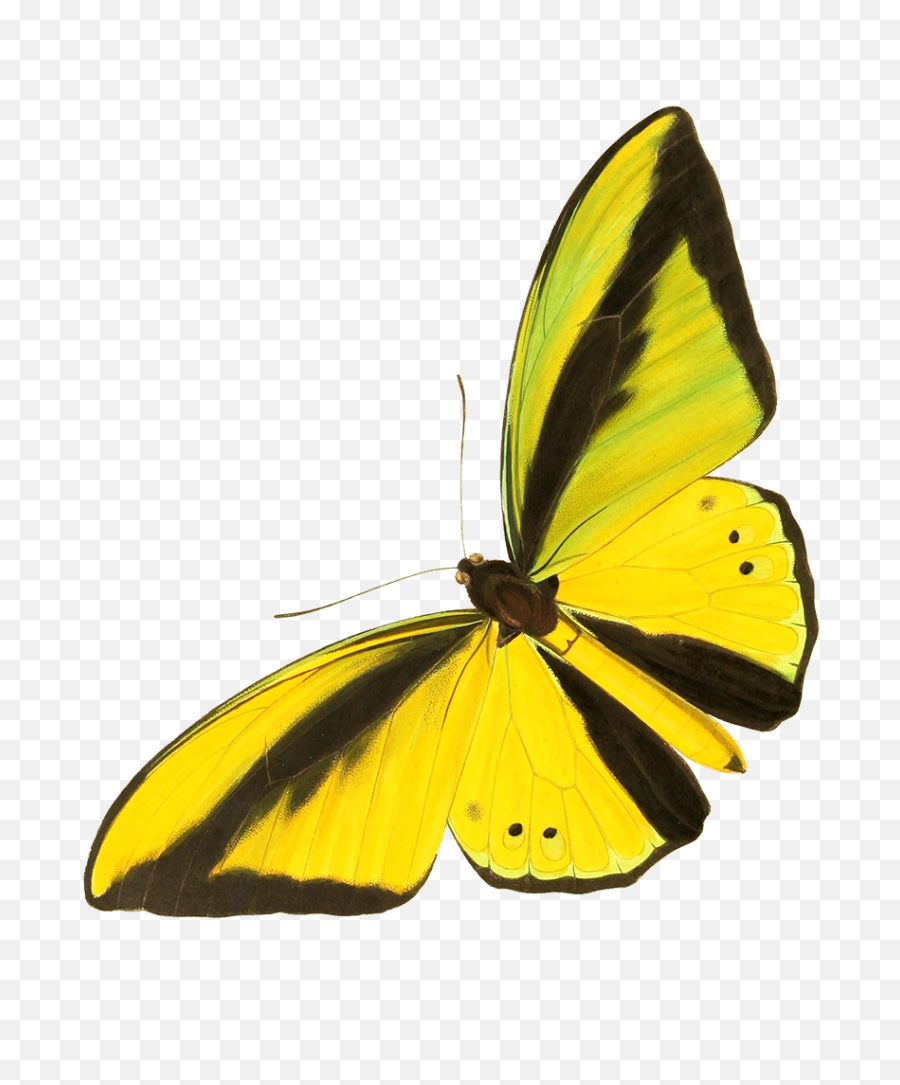 Butterfly Clipart - Yellow Butterflies Cut Out Png,Yellow Butterfly Png