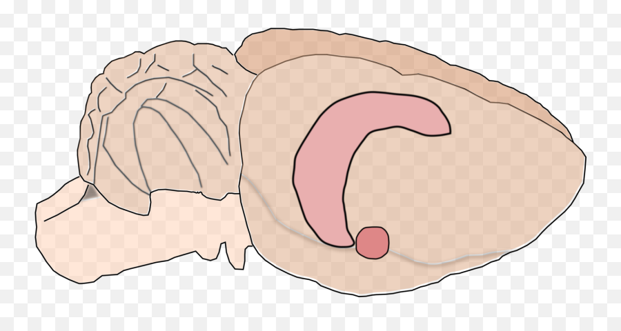 Flesh Hearing Brain Png Clipart - Rat Brain Amygdala Hippocampus,Brain Vector Png