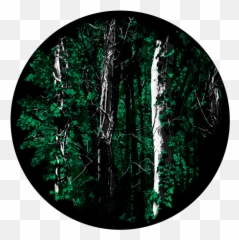 Full Size Png Image - Tree,Backwoods Png